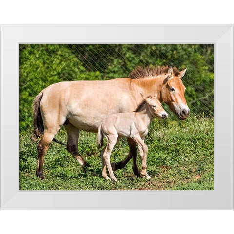 Horse White Modern Wood Framed Art Print by Cohen, Jessie