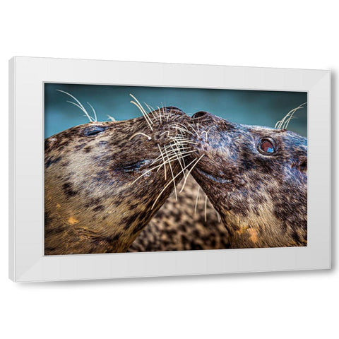 Harbor Seals White Modern Wood Framed Art Print by Animal Photography