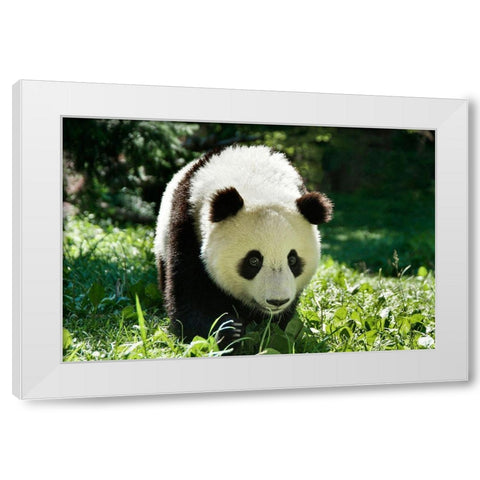 Giant Panda VI White Modern Wood Framed Art Print by Batdorf, Ann