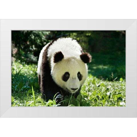 Giant Panda VI White Modern Wood Framed Art Print by Batdorf, Ann