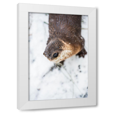 North American River Otter White Modern Wood Framed Art Print by Wood, Abby