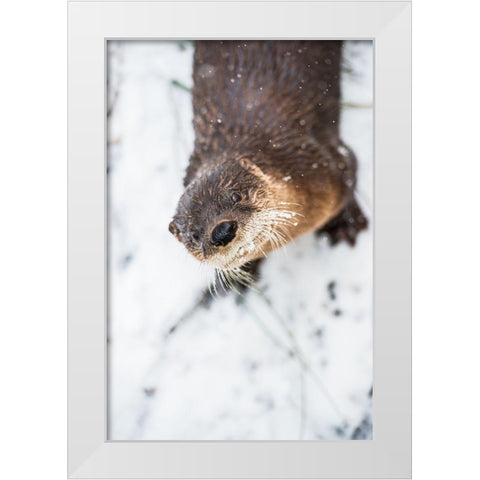 North American River Otter White Modern Wood Framed Art Print by Wood, Abby