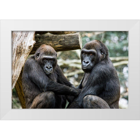 Lowland Gorilla  White Modern Wood Framed Art Print by Murphy, Mehgan