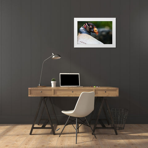 King Vulture White Modern Wood Framed Art Print by Animal Photography