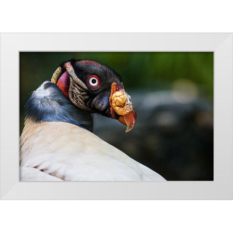 King Vulture White Modern Wood Framed Art Print by Animal Photography
