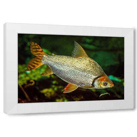 Flagtail Characin  White Modern Wood Framed Art Print by Carignan, Christa