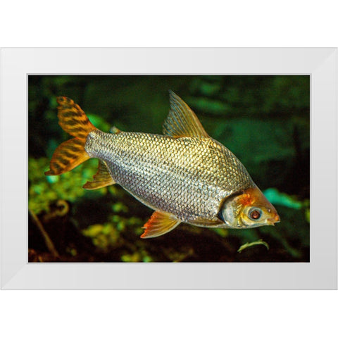 Flagtail Characin  White Modern Wood Framed Art Print by Carignan, Christa