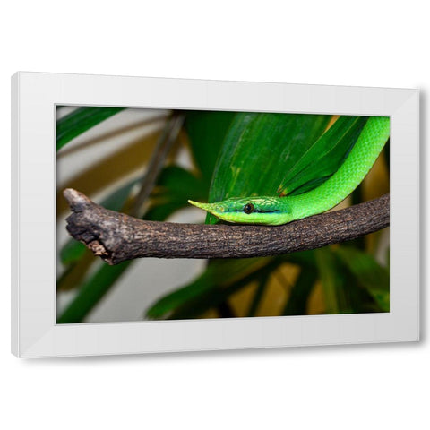 Rhinoceros Snake II White Modern Wood Framed Art Print by Smithsonian Institution