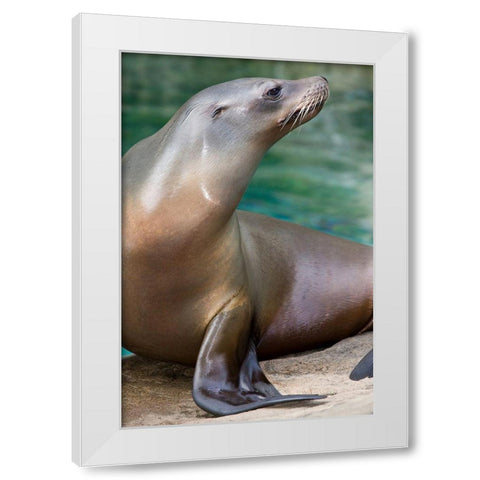 California Sea Lion  White Modern Wood Framed Art Print by Murphy, Mehgan