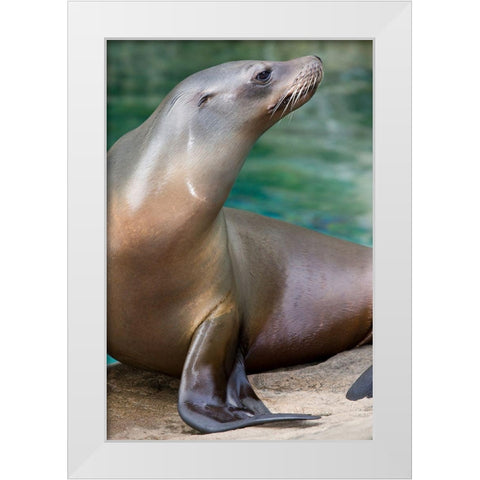 California Sea Lion  White Modern Wood Framed Art Print by Murphy, Mehgan