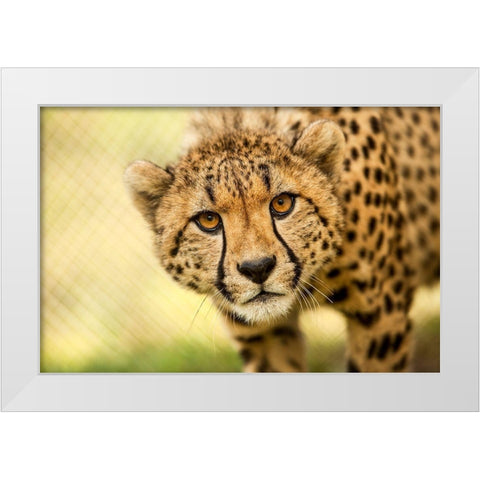 Cheetah White Modern Wood Framed Art Print by Gregorio, Ronda
