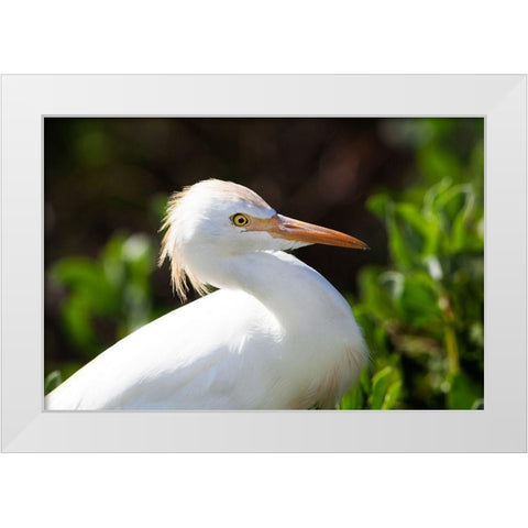 Snowy Egret White Modern Wood Framed Art Print by NASA