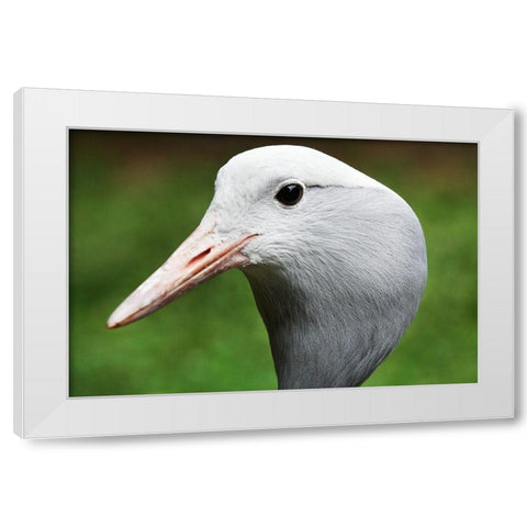 Stanley Crane White Modern Wood Framed Art Print by Smithsonian Institution