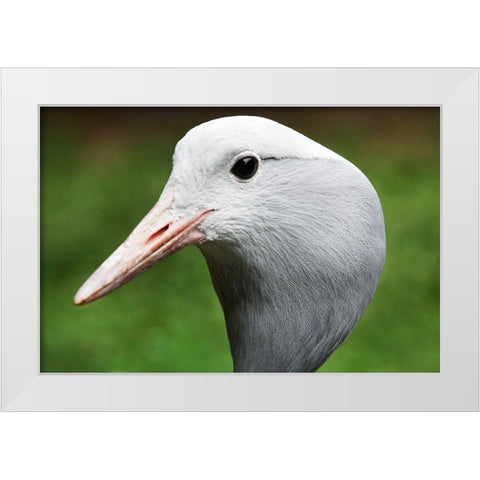 Stanley Crane White Modern Wood Framed Art Print by Smithsonian Institution