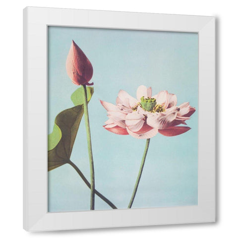 Lotus Flowers White Modern Wood Framed Art Print by Kazumasa, Ogawa
