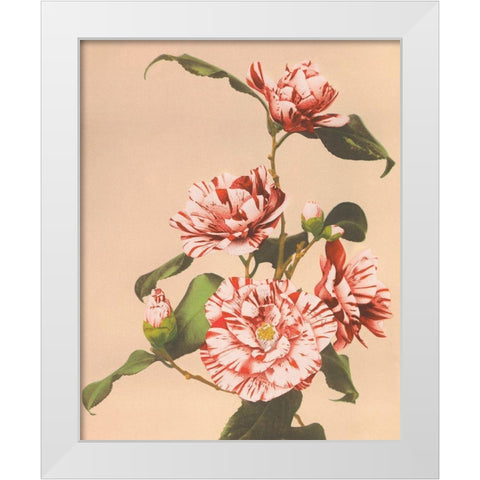 Striped Camellias White Modern Wood Framed Art Print by Kazumasa, Ogawa