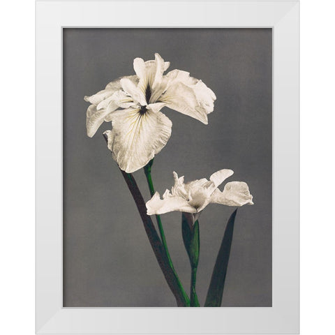 Iris Kaempferi II White Modern Wood Framed Art Print by Kazumasa, Ogawa