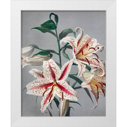 Lily VII White Modern Wood Framed Art Print by Kazumasa, Ogawa