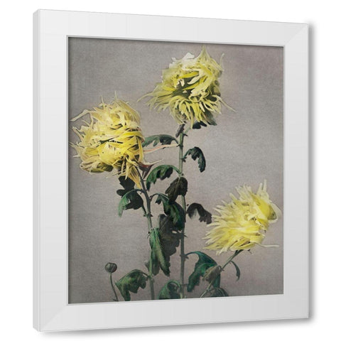 Ku Moi Sakura White Modern Wood Framed Art Print by Kazumasa, Ogawa