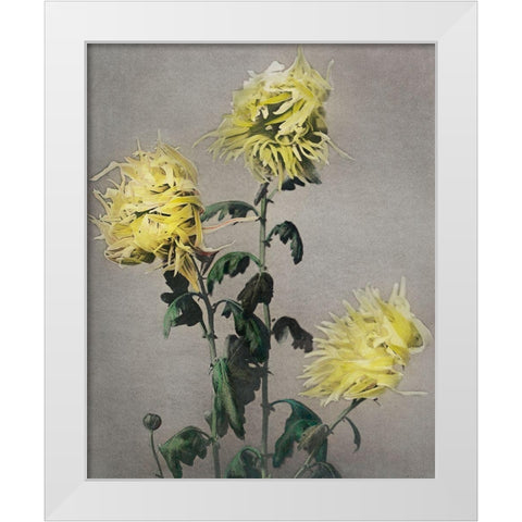 Ku Moi Sakura White Modern Wood Framed Art Print by Kazumasa, Ogawa