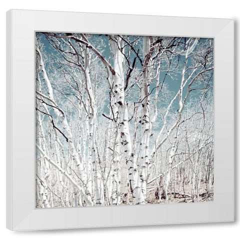 Birch trees in Utah High Country White Modern Wood Framed Art Print by Highsmith, Carol