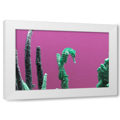 Seahorse at The Monterey Bay Aquarium in Monterey-California White Modern Wood Framed Art Print by Highsmith, Carol