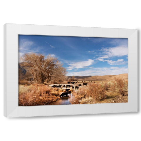 Cattle grazing in a meadow-Bishop-Mono County-California White Modern Wood Framed Art Print by Highsmith, Carol