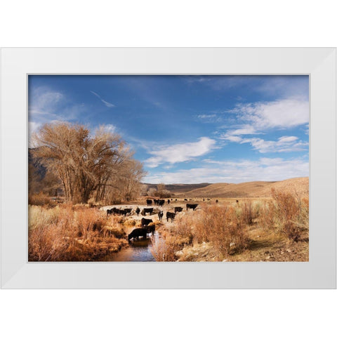 Cattle grazing in a meadow-Bishop-Mono County-California White Modern Wood Framed Art Print by Highsmith, Carol
