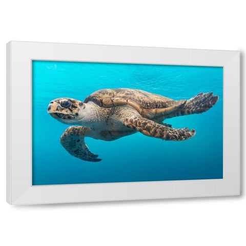 A Turtle at the Texas State Aquarium in Corpus Christi White Modern Wood Framed Art Print by Highsmith, Carol