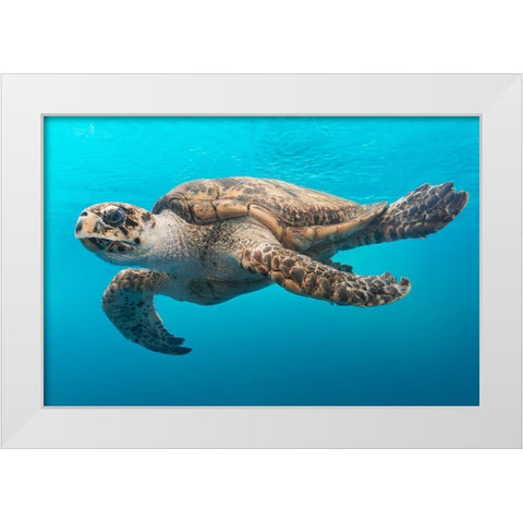 A Turtle at the Texas State Aquarium in Corpus Christi White Modern Wood Framed Art Print by Highsmith, Carol