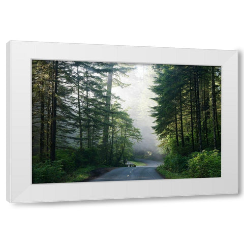 Lady Bird Johnson Grove in Northern California White Modern Wood Framed Art Print by Highsmith, Carol