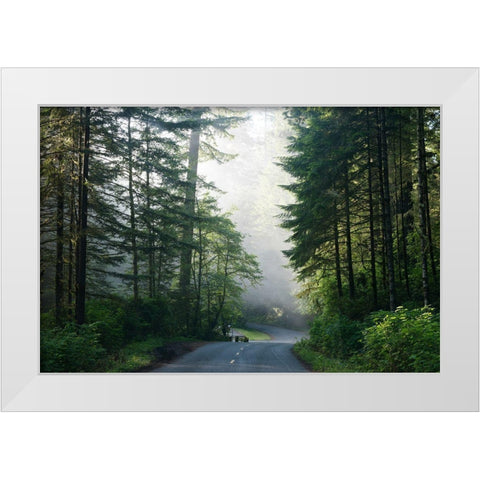 Lady Bird Johnson Grove in Northern California White Modern Wood Framed Art Print by Highsmith, Carol