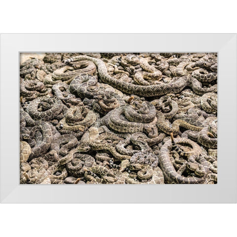 The Worlds Largest Rattlesnake Roundup in Sweetwater-Texas White Modern Wood Framed Art Print by Highsmith, Carol