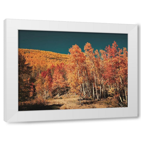Fall Aspens in San Juan County-Colorado White Modern Wood Framed Art Print by Highsmith, Carol