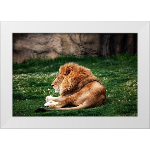 Lions at the Montgomery Zoo in Oak Park-Alabama White Modern Wood Framed Art Print by Highsmith, Carol