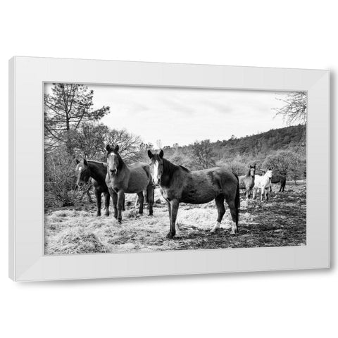 Curious Horses Red River County near Detroit-Texas White Modern Wood Framed Art Print by Highsmith, Carol