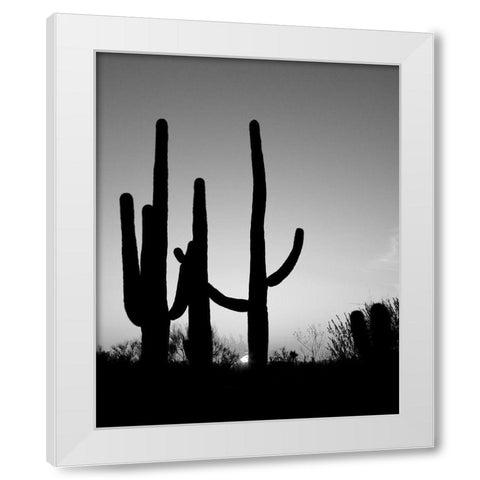 Saguaro Cactus near Tucson-Arizona White Modern Wood Framed Art Print by Highsmith, Carol