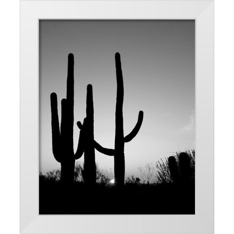 Saguaro Cactus near Tucson-Arizona White Modern Wood Framed Art Print by Highsmith, Carol