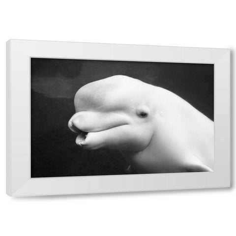 Beluga Whale White Modern Wood Framed Art Print by Highsmith, Carol