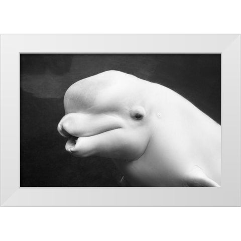 Beluga Whale White Modern Wood Framed Art Print by Highsmith, Carol