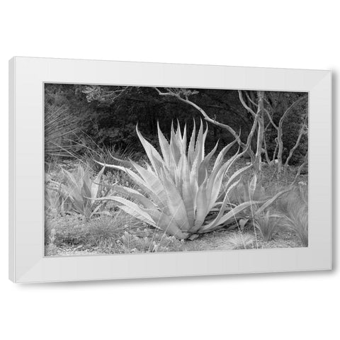 Lady Bird Johnson Wildflower Center-Austin Texas White Modern Wood Framed Art Print by Highsmith, Carol