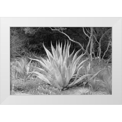 Lady Bird Johnson Wildflower Center-Austin Texas White Modern Wood Framed Art Print by Highsmith, Carol