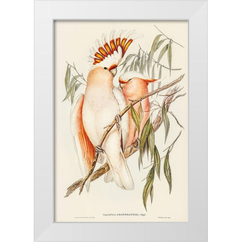 Leadbeaters Cockatoo-Cacatua Leadbeaterii White Modern Wood Framed Art Print by Gould, John