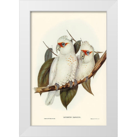 Long-billed Cockatoo-Licmetis nasicus White Modern Wood Framed Art Print by Gould, John