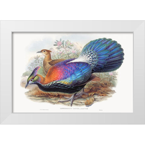 Lophophorus LHuysi White Modern Wood Framed Art Print by Gould, John
