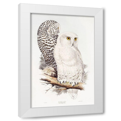 Snowy Owl White Modern Wood Framed Art Print by Gould, John