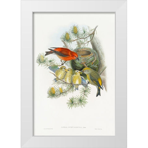 Loxia Curvirostra-Linn White Modern Wood Framed Art Print by Gould, John