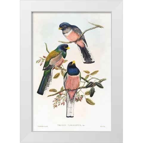 Trogan variegatus White Modern Wood Framed Art Print by Gould, John
