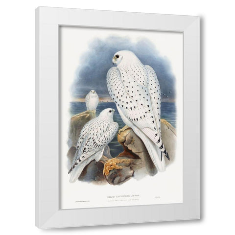 Greenland Falcon White Modern Wood Framed Art Print by Gould, John