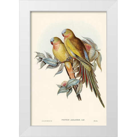 The Princess of Waless Parakeet-Polytelis Alexandrae White Modern Wood Framed Art Print by Gould, John